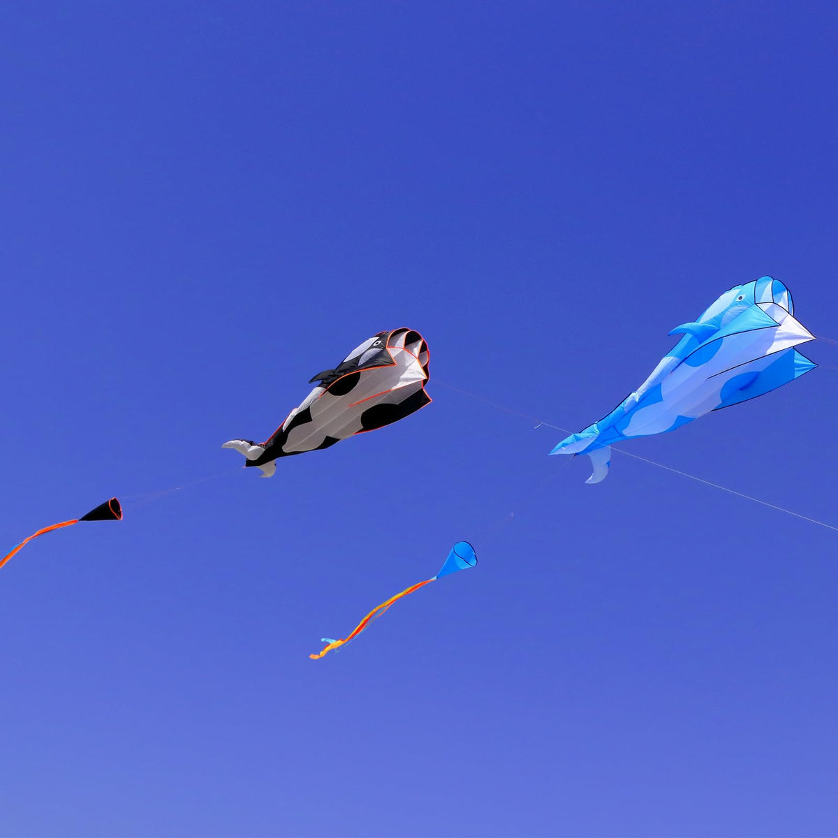 TianYueFly Blue 83" Huge 3D Orcas Kites for Adults & Kids with 8-inch Dia Kite Reel and Tail, Frameless Soft Whale, Giant Single-line Beach Kite for Adults and Teenagers