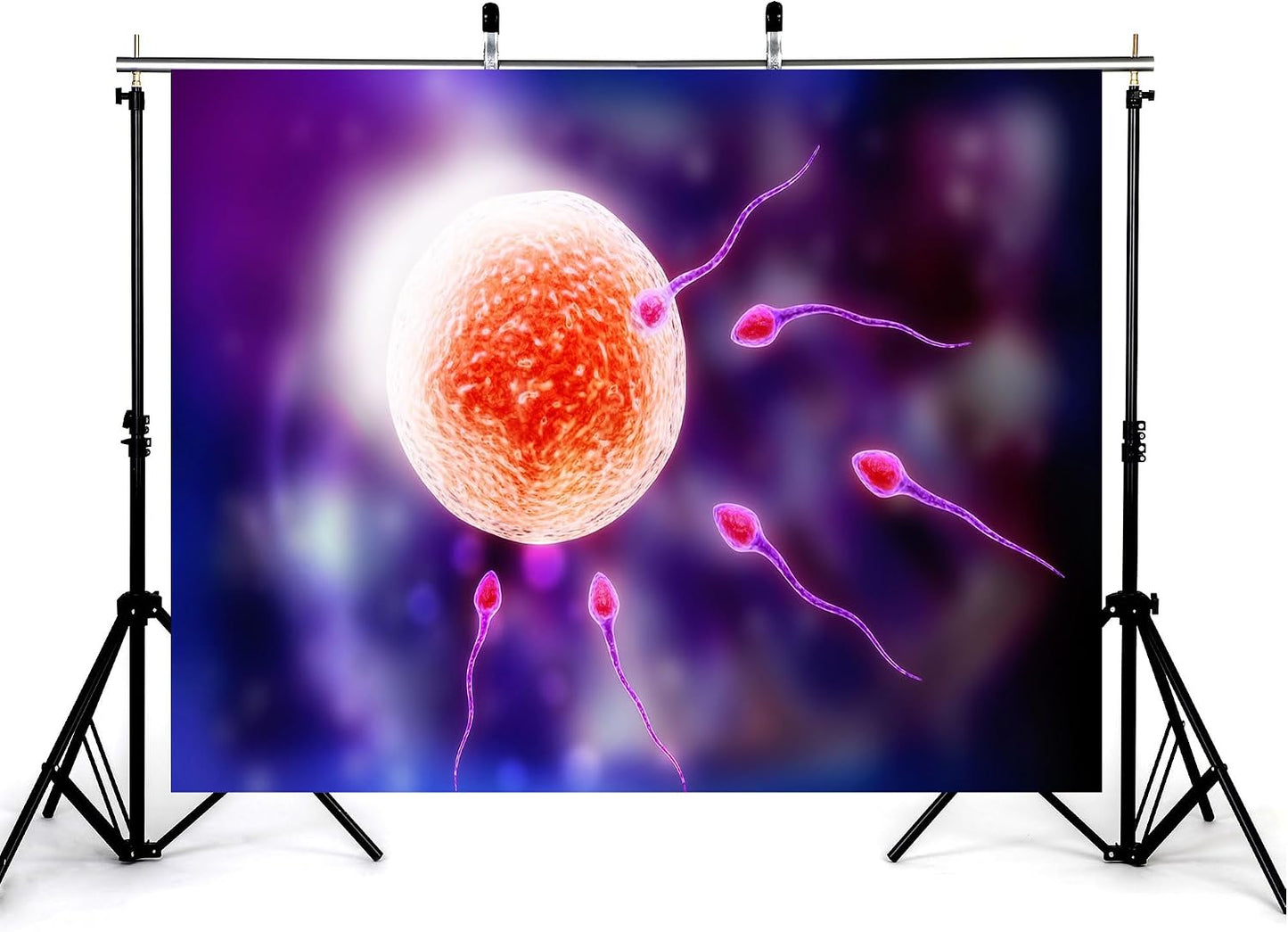KeyWork 5x4ft Human Fertilization Illustration Backdrop Reproductive Science Photography Background for Health Fair