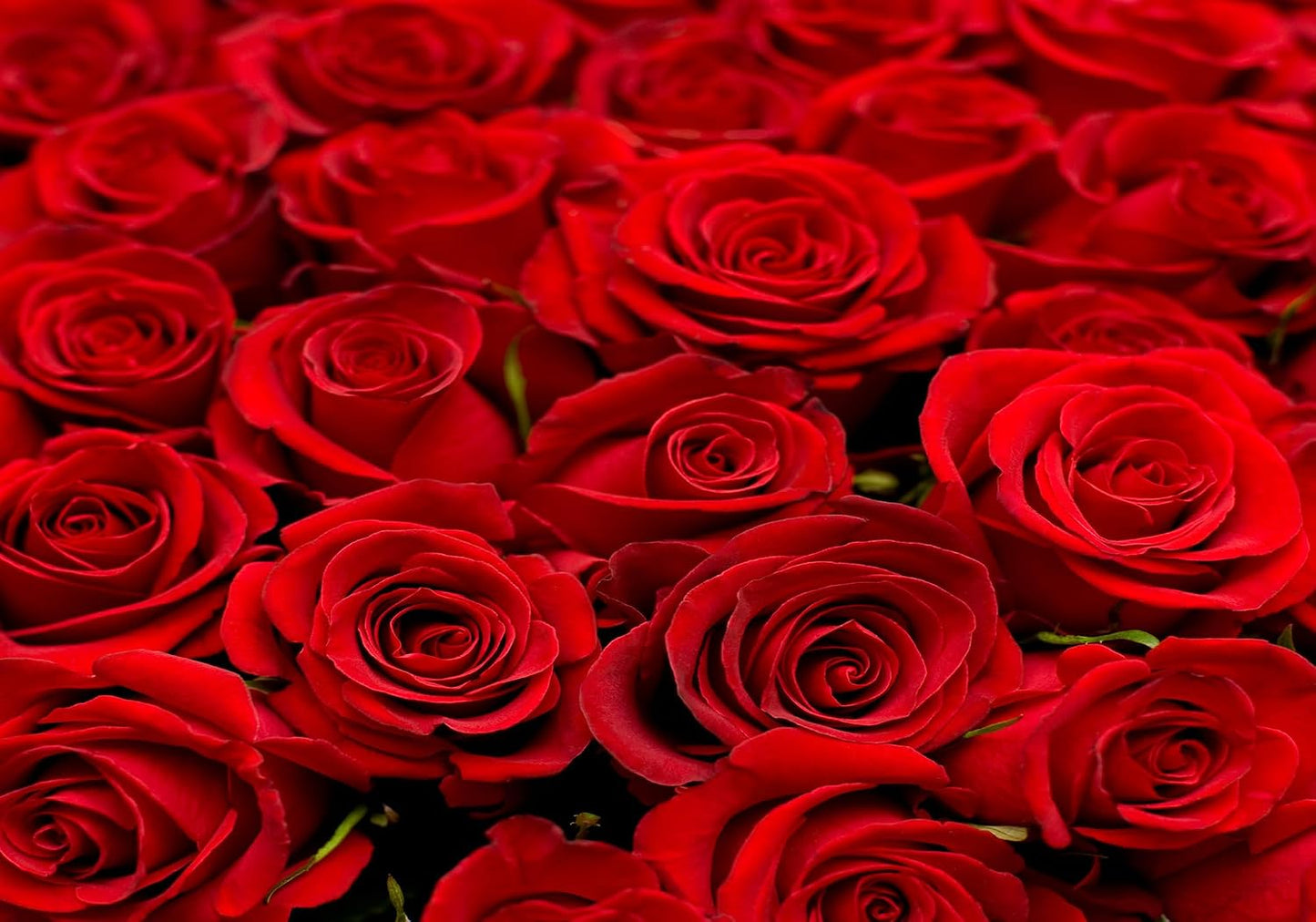 SHDASMIL 10X8ft Fabric Bright Red Roses Close Up Backdrop Fresh Floral Bouquet Background for Valentines Day Wedding
