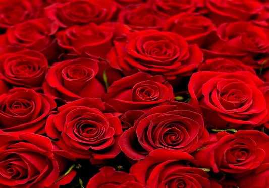 SHDASMIL 10X8ft Fabric Bright Red Roses Close Up Backdrop Fresh Floral Bouquet Background for Valentines Day Wedding