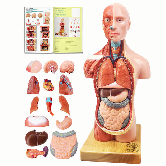 EVOTECH SCIENTIFIC 2026 New Human Body Model for Anatomy, 15 Pcs Removable 11 inch Human Torso Anatomical Model with Heart Head Skull Brain Skeleton, School Medical Education Display